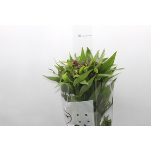 ALSTROEMERIA POMPEII 080 CM