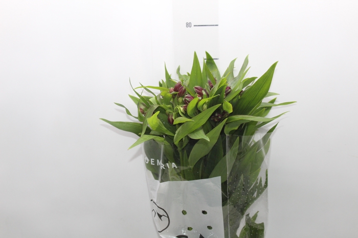 ALSTROEMERIA POMPEII 080 CM