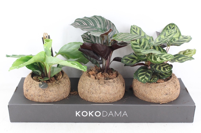 <h4>arr3 Kokoplant - Calathea mix</h4>