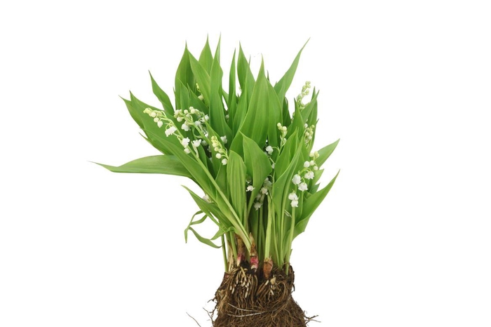 <h4>Convallaria Majalis</h4>