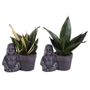 Sansevieria trif. Mix Pot Ø06cm in Ceramic Sitting Buddha Ø13cm