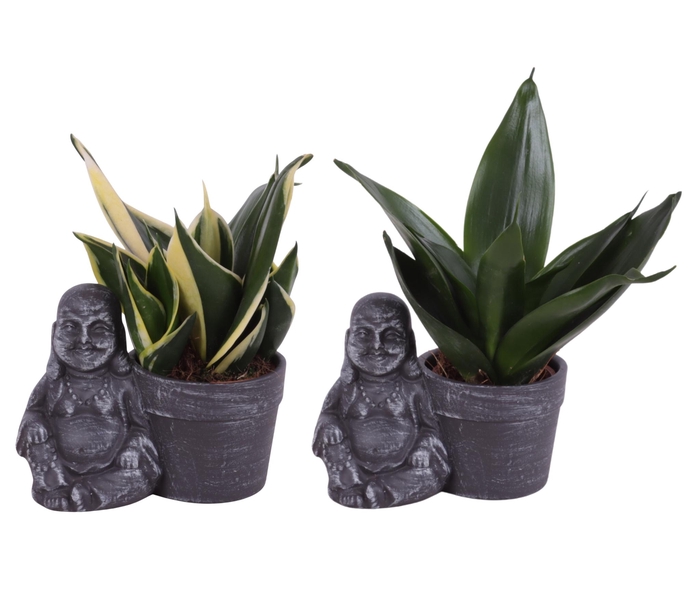 <h4>Sansevieria trif. Mix Pot Ø06cm in Ceramic Sitting Buddha Ø13cm</h4>