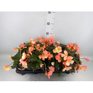 Begonia boliv. 'Angel Orange'