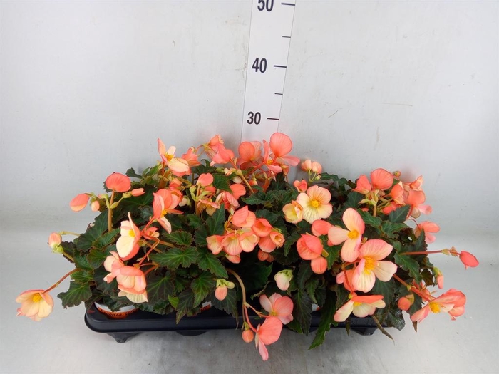 <h4>Begonia boliv. 'Angel Orange'</h4>