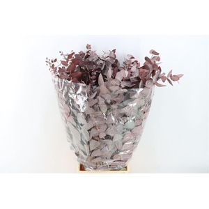 Euca Cinerea Red Abs P Bunch