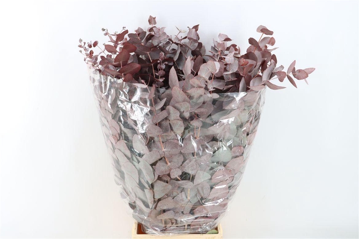 <h4>Euca Cinerea Red Abs P Bunch</h4>