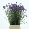 Verbena Has P Spires