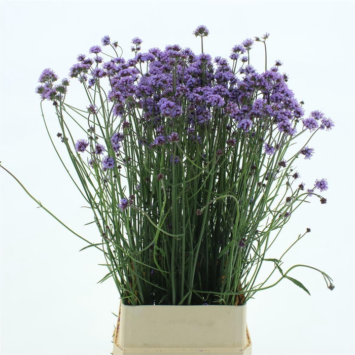 <h4>Verbena Has P Spires</h4>