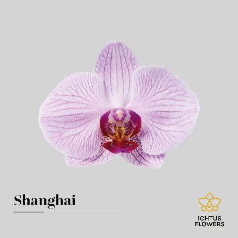 <h4>Phalaenopsis Shanghai</h4>