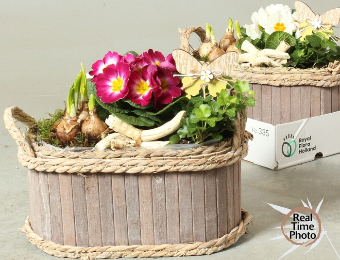 <h4>ARR TUINPLANTEN</h4>