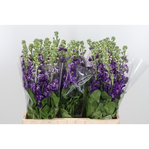 Matthiola Debora Purple