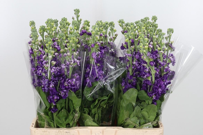 <h4>Matthiola Debora Purple</h4>