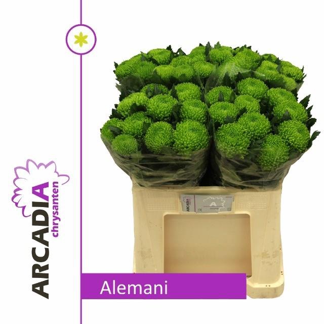 <h4>CHR G ALEMANI ANGEBOT</h4>