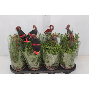 DISCHIDIA MILLION HEARTS C13