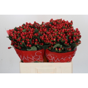 Hypericum True Romance