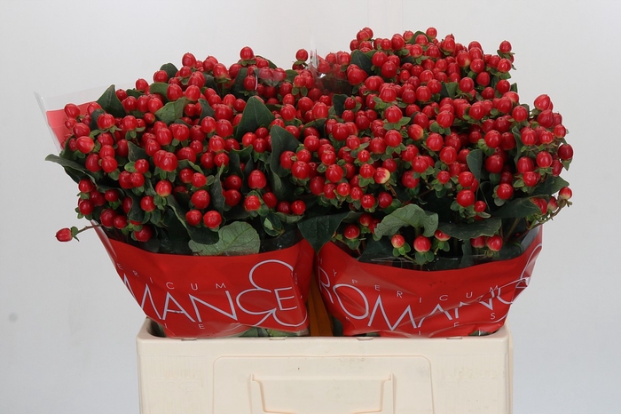 Hypericum True Romance
