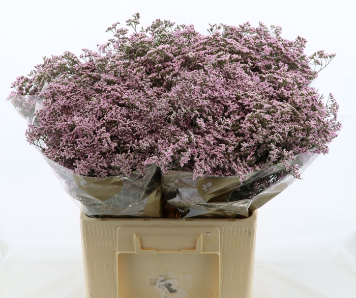 <h4>Limonium Safora Oshi Pink</h4>