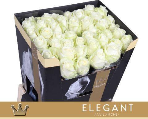 <h4>Rosa gr Avalanche</h4>