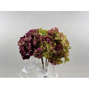 Pres Hydrangea Natural Lilac Bunch
