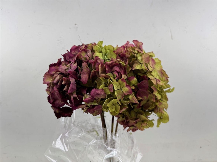 <h4>Pres Hydrangea Natural Lilac Bunch</h4>