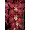 Cymbidium 12/15 Maroon Bl pst