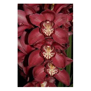 Cymbidium 5/7 Maroon Bl pst