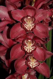 Cymbidium 5/7 Maroon Bl pst