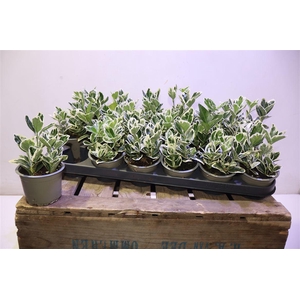 arr8 Euonymus Jap Kathy