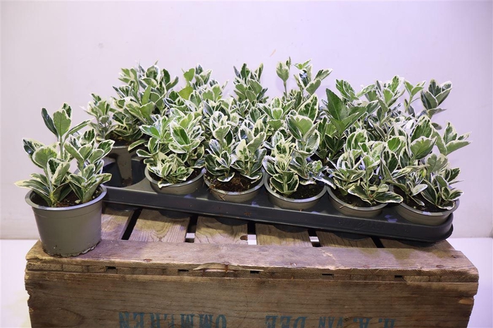 <h4>Euonymus Jap Kathy</h4>