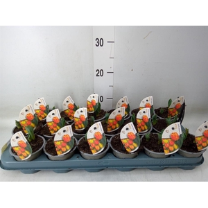 Tulipa DU 'Flamingo Baby'