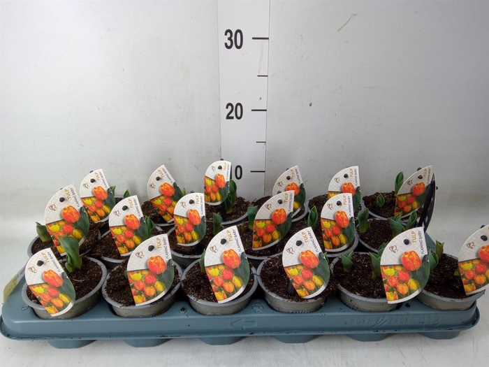 <h4>Tulipa DU 'Flamingo Baby'</h4>