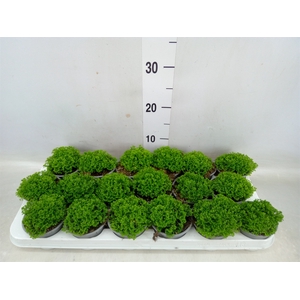 Selaginella apoda