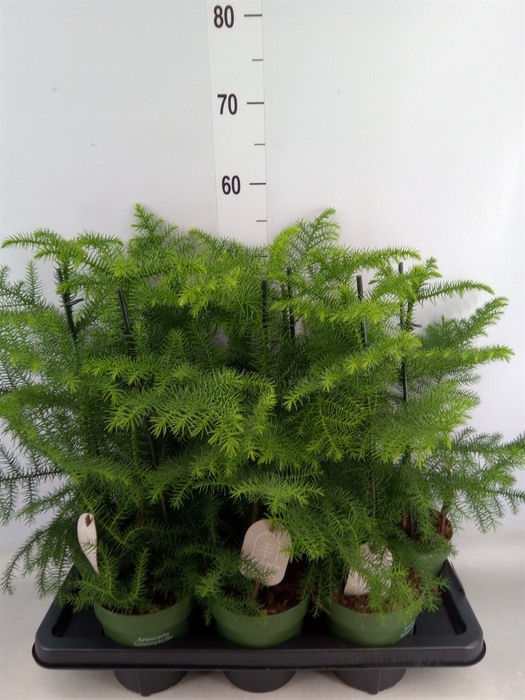 <h4>Araucaria heterophylla</h4>