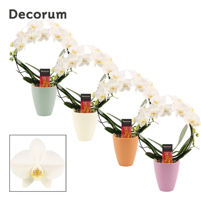 <h4>Phalaenopsis boog wit in Carly (Craft world-collection)</h4>