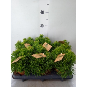 Rhipsalis   ...