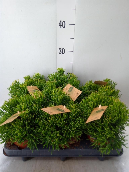 <h4>Rhipsalis   ...</h4>