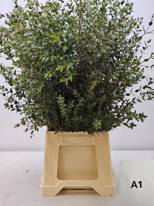 <h4>EUC PARVIFOLIA PB</h4>