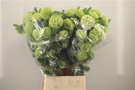 <h4>Viburnum Roseum St 4+ Ex</h4>