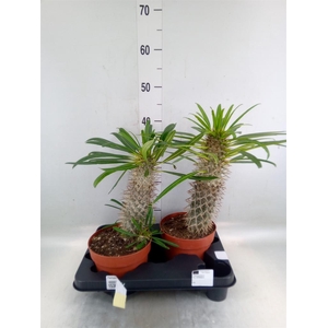 Pachypodium lamerei