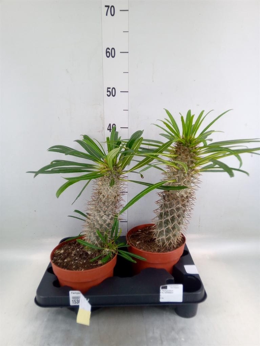 <h4>Pachypodium lamerei</h4>
