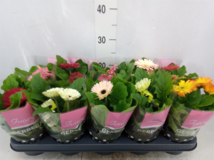 <h4>Gerbera  'Ivory'   ...mix</h4>