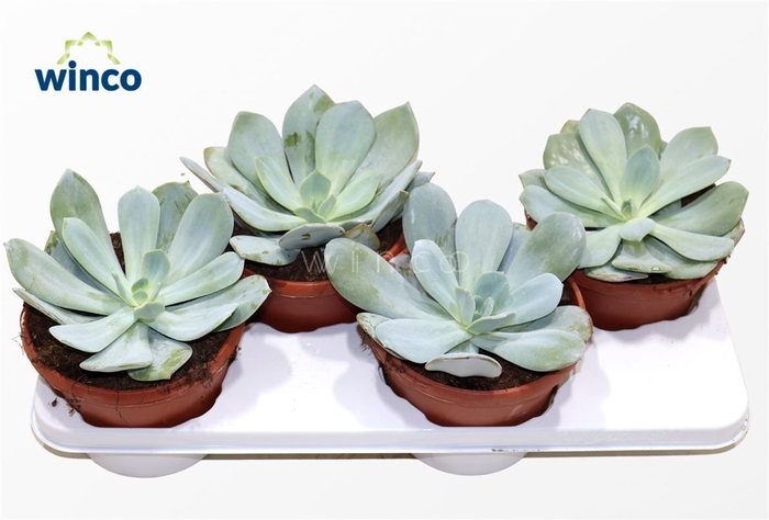 <h4>Echeveria Lauii Hybride</h4>