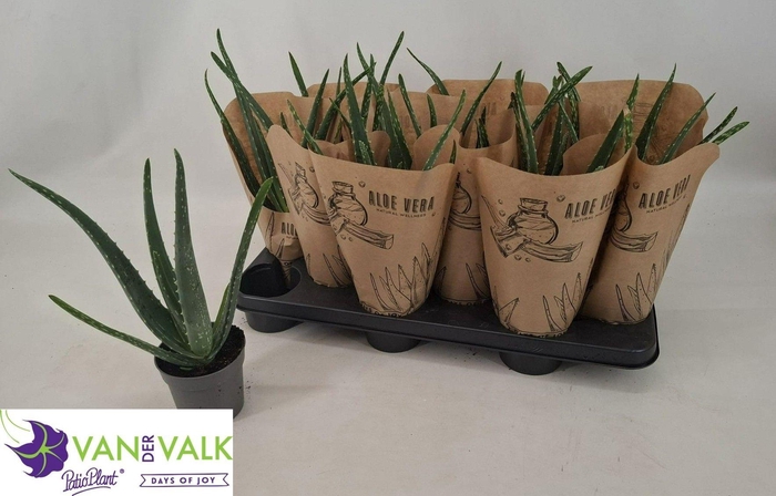 <h4>ALOE VERA</h4>