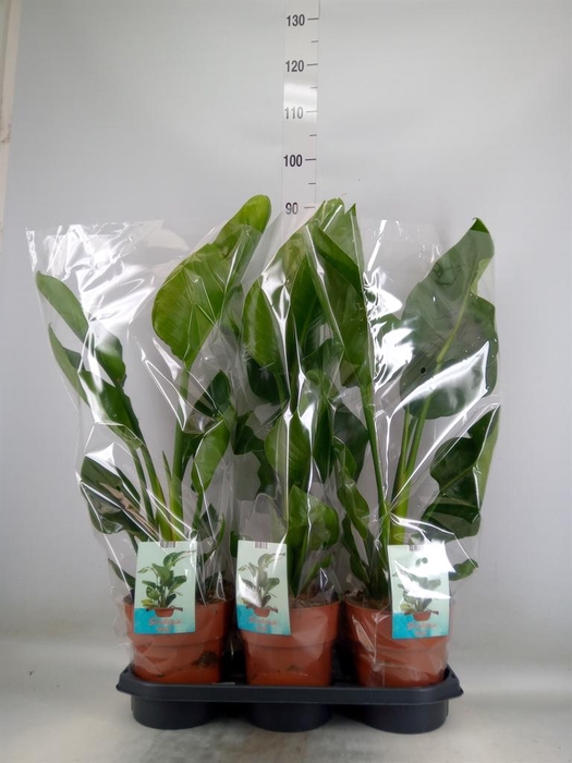 <h4>Strelitzia nicolai</h4>