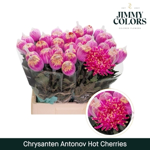 Chr G Antonov Hot Cherries