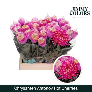 Chr G Antonov Hot Cherries