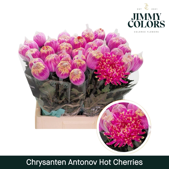 <h4>Chr G Antonov Hot Cherries</h4>