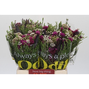 BQ Wild Flower