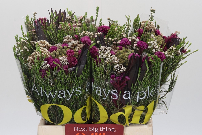 <h4>BQ Wild Flower</h4>