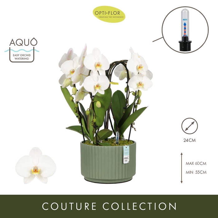 <h4>Arrangementen Phalaenopsis mt H%</h4>